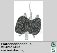 Placodont hedonus Placodont hedonus