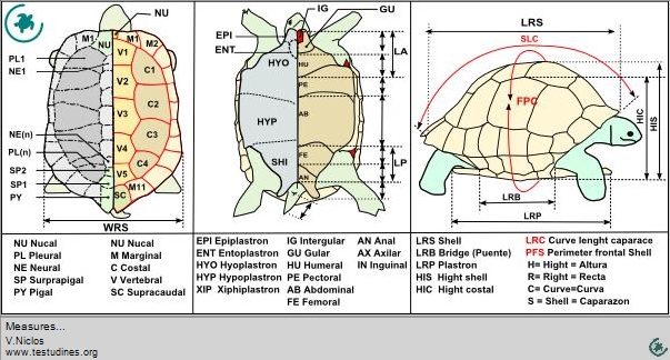 Descripcion de la caracteristicas tortugas en general