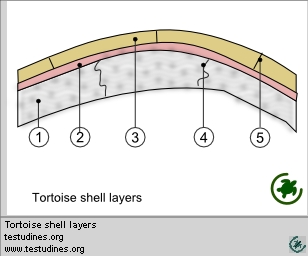 Tortoise shell layers Tortoise shell layers