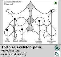Cryptodira vs pleurodira