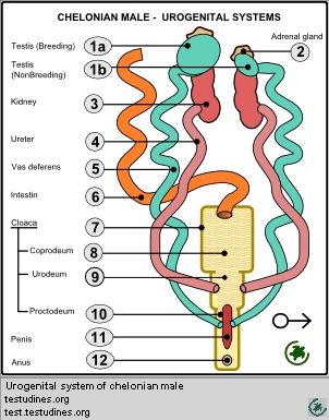 Urogenital system chelonian male