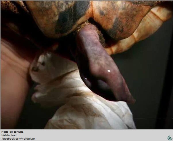 Pene de tortuga