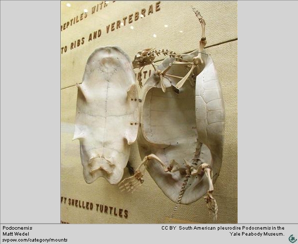 Pleurodira skeleton