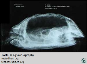 Tortoise egs radiography