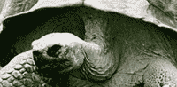 Criptodyra
