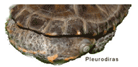 Pleurodira