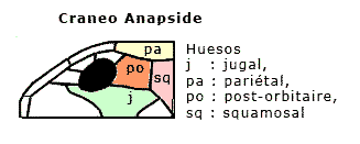 Anapside, Anapsido