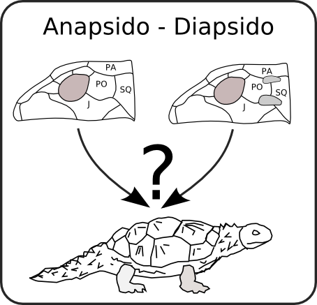 Testudines: Anasides vers sinapsides