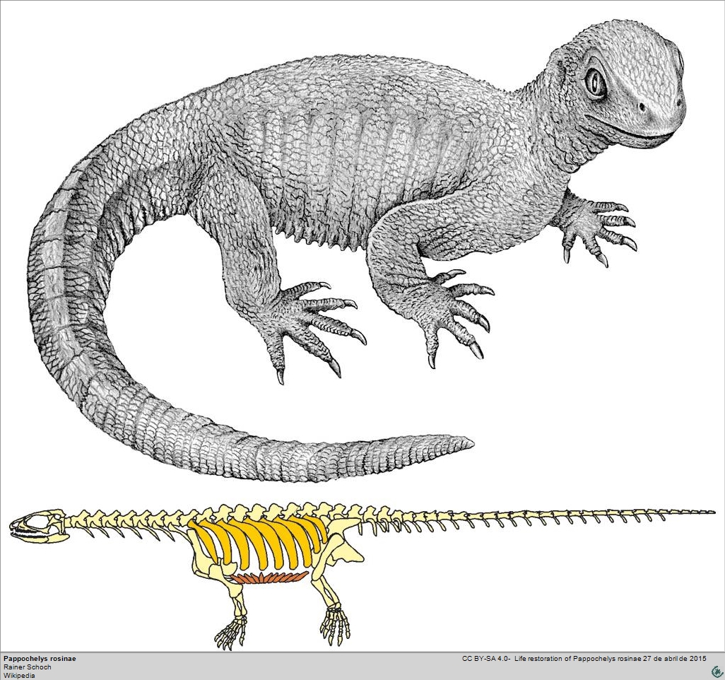 pappochelys_rosinae_