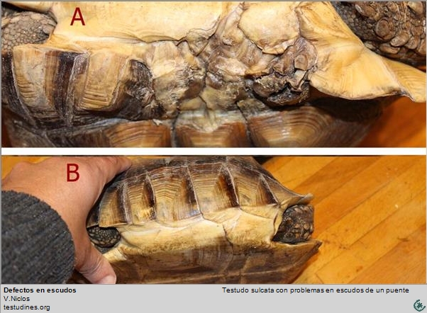 Shell diseases