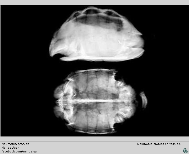 Tortoise nemumony, neumonia en tortuga