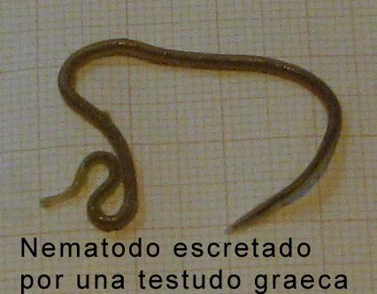 Tortuga parasitos nematodos lombrices