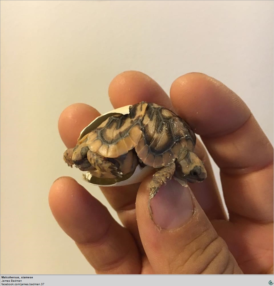 Tortugas gemelas