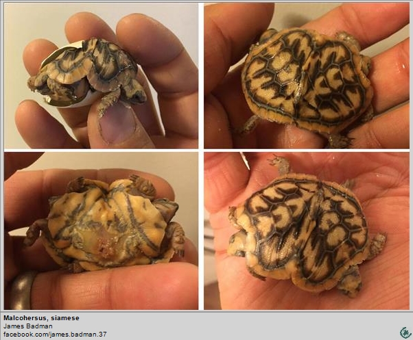 tortoise twins