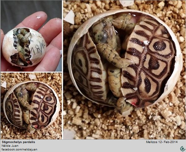 Tortugas gemelas