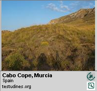 Sierra de Almenara, Murcia, tortuga mora
