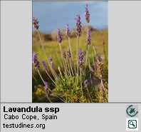 Lavanda