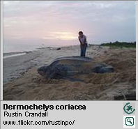 Dermochelys