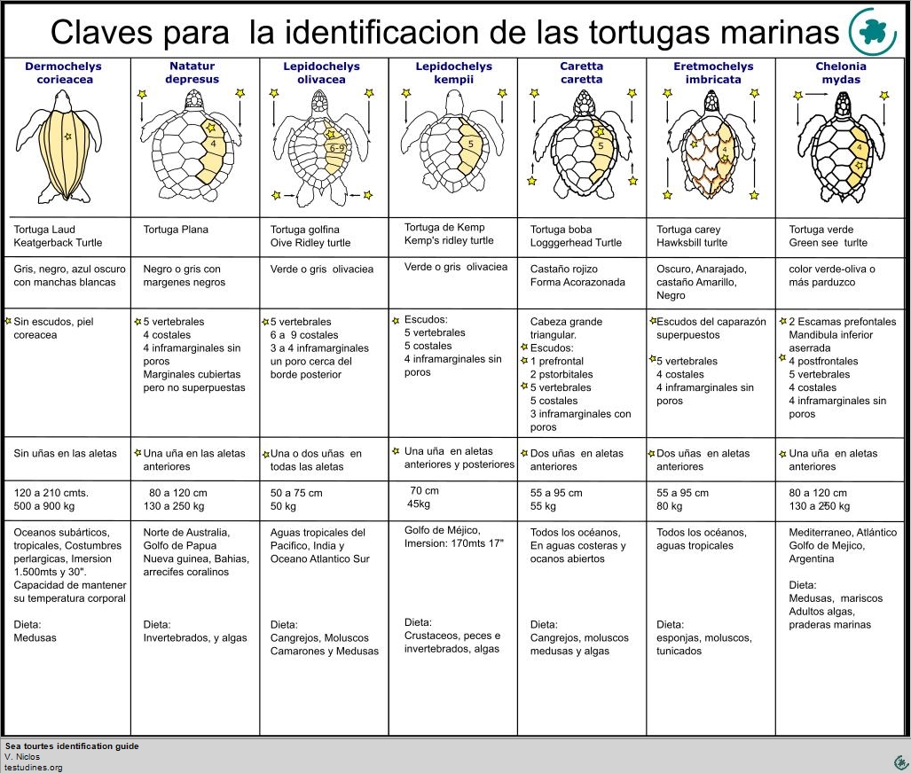 Identificacion tortugas marinas