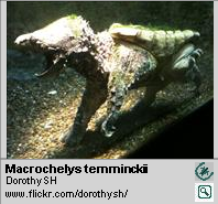 Dermochelys