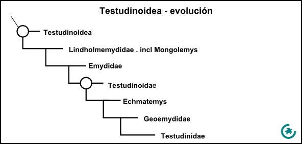 Testudinoidea