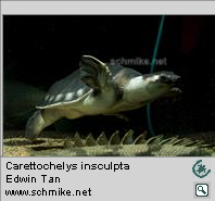 Carethochelys