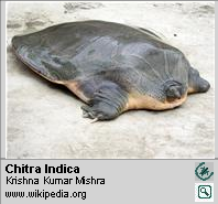 Carethochelys