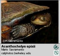 Dermochelys