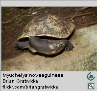 Dermochelys