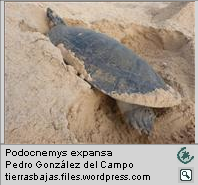 Dermochelys