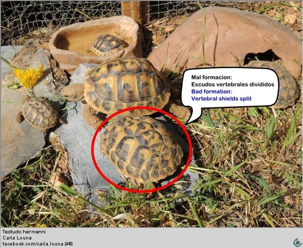 tortoise split scuttes